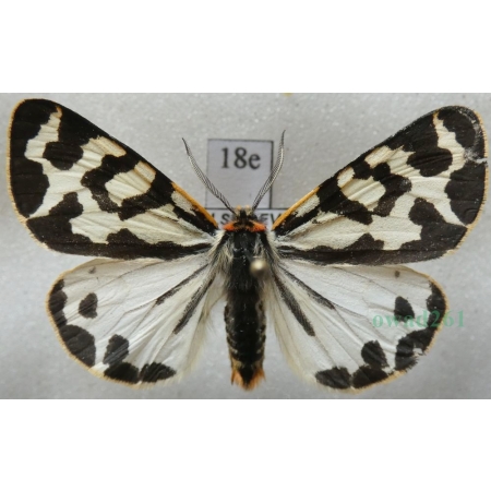 Parasemia plantaginis (Linnaeus, 1758) form white Niedźwiedziówka babkówka, misiówka czwórka Poland18e